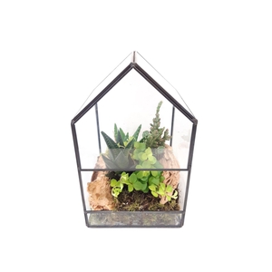 Arr.   Kamerplant Groen H%