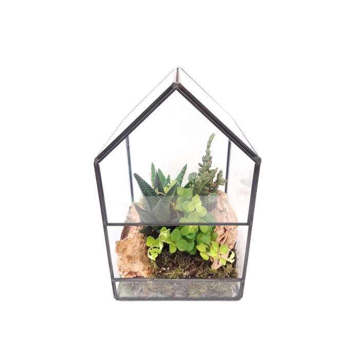 <h4>Arr.   Kamerplant Groen H%</h4>