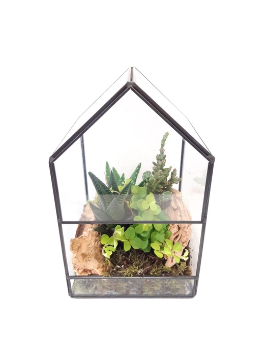 Arr.   Kamerplant Groen H%