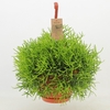 Rhipsalis heterocloda hangpot Clara