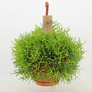 Rhipsalis heterocloda hangpot Clara