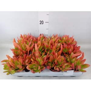 Crassula   ...