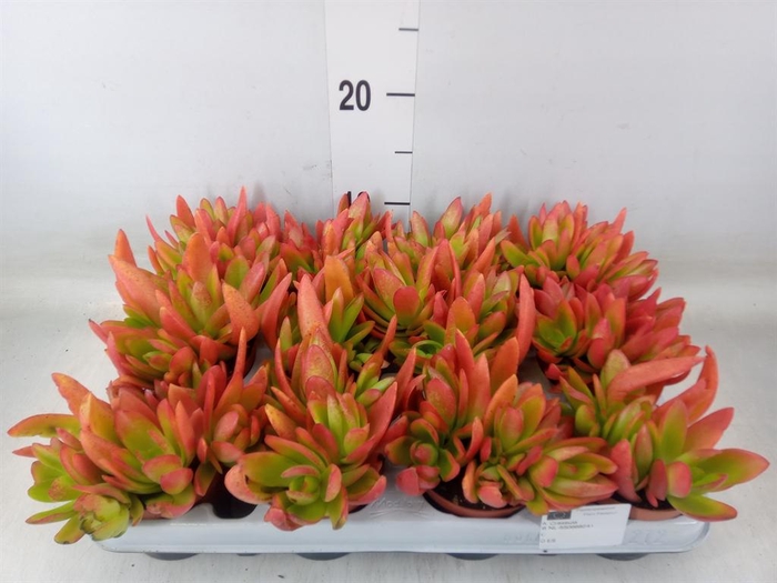 <h4>Crassula   ...</h4>