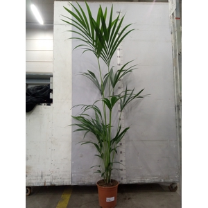 Howea forsteriana