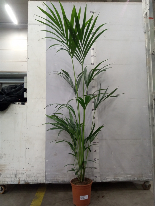 <h4>Howea forsteriana</h4>