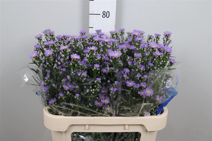 <h4>Ast Cassandra</h4>