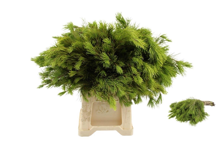 <h4>Kiefer Select 50 Spanje</h4>