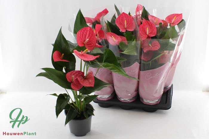 <h4>ANTHU AN MAINE</h4>