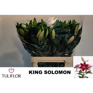 LI OR KING SOLOMON