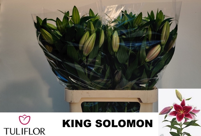 <h4>LI OR KING SOLOMON</h4>