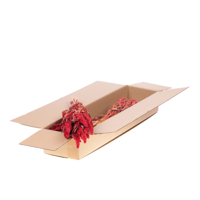 <h4>Amaranthus Sb Pink</h4>
