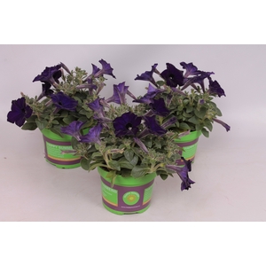 Petunia sanguna Cobalt Blue