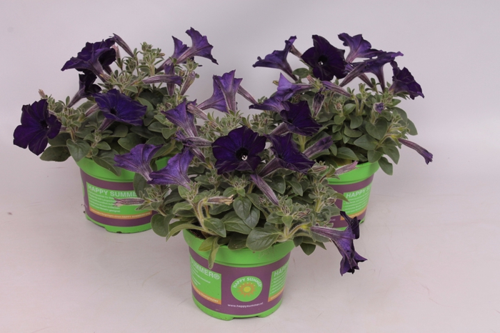 <h4>Petunia sanguna Cobalt Blue</h4>