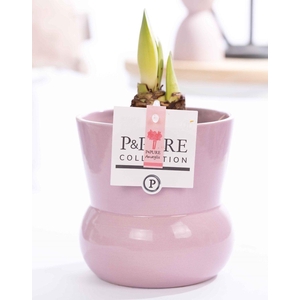 Hippeastrum pink in P&PURE Plant Vase pink