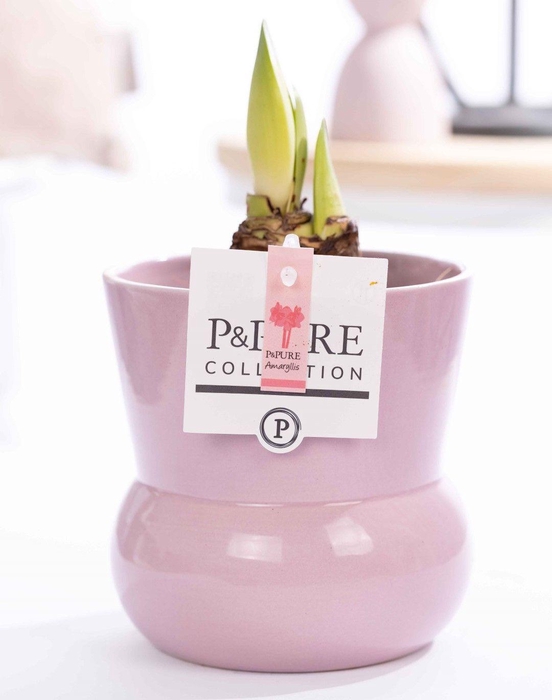 <h4>Hippeastrum pink in P&PURE Plant Vase pink</h4>