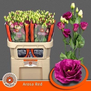 Lisianthus do arosa red