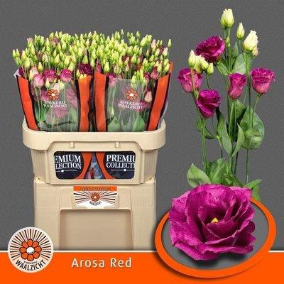 <h4>Lisianthus do arosa red</h4>