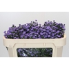 Aster Baby Blue