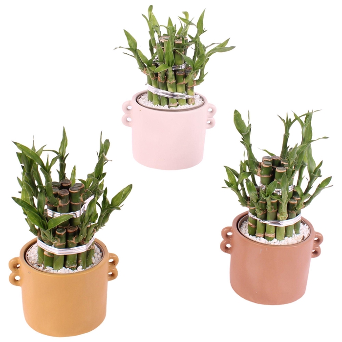 <h4>Lucky Bamboo Shape Round 2B Ø13cm Ceramic BY562</h4>