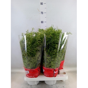 Aeschynanthus  'Green Star'