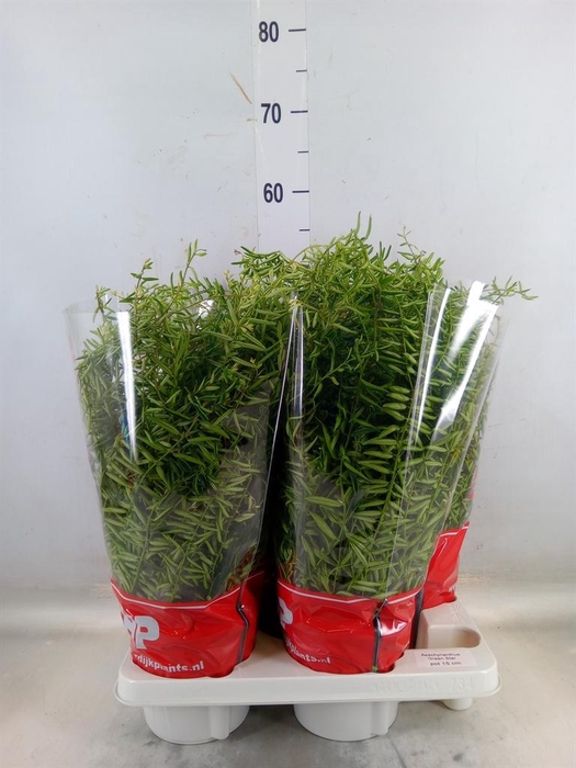 <h4>Aeschynanthus  'Green Star'</h4>