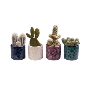 CACTUS MIX P6 L 615