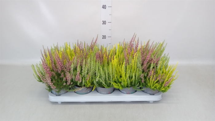 <h4>Calluna vulg. 'Beauty L'  ..mix 3/p</h4>