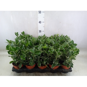 Euonymus fortunei 'Silver Queen'