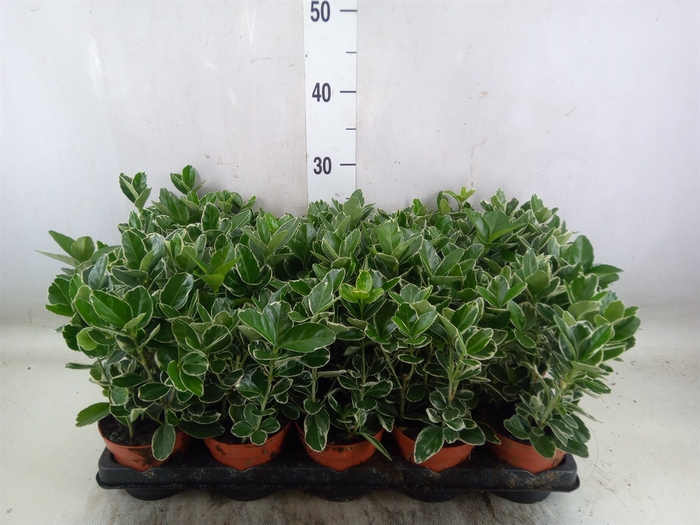 <h4>Euonymus fortunei 'Silver Queen'</h4>