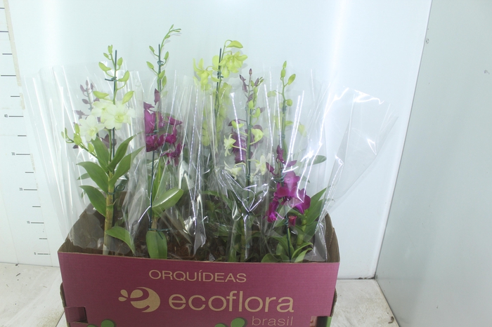 <h4>DENPHALAEN P15</h4>