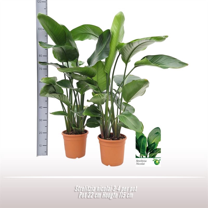 <h4>Strelitzia nicolai 3-4 per pot</h4>