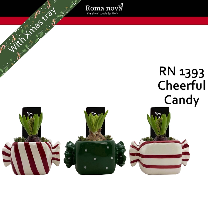 <h4>1393 - Cheerful Candy (Hyacint)</h4>