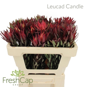 Leucad Candle