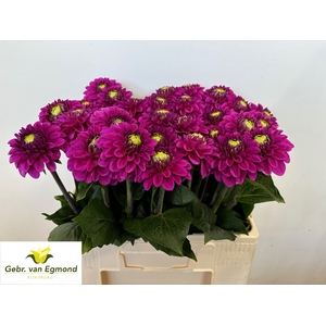 Dahlia Ball Purple Fox Egmond