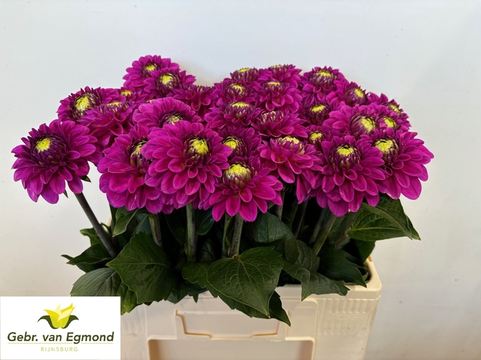 <h4>Dahlia Ball Purple Fox Egmond</h4>