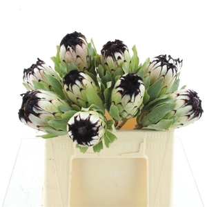 Protea Mag Niobe