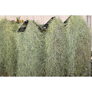 TILLANDSIA USNEOIDES (BARBA DE VELHO)