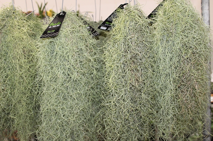 <h4>TILLANDSIA USNEOIDES (BARBA DE VELHO)</h4>