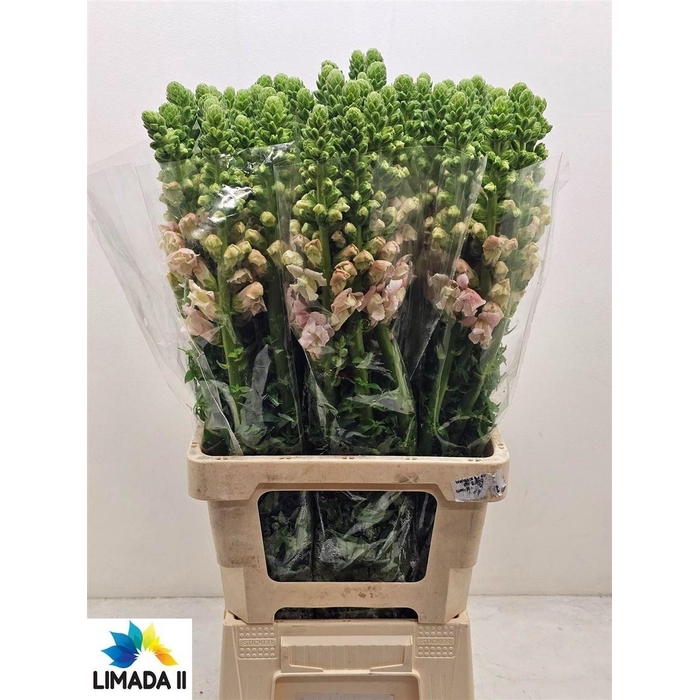 <h4>Antir Potomac Rose</h4>