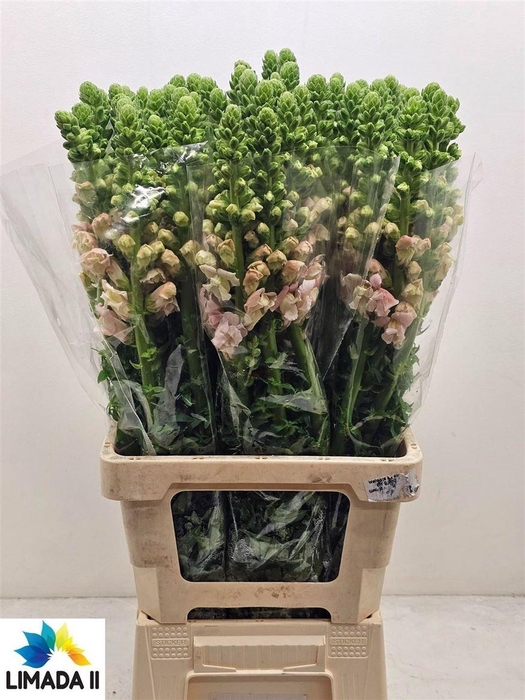 <h4>Antir Potomac Rose</h4>