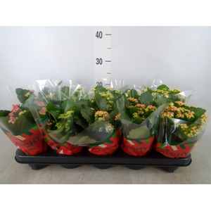 Kalanchoe blos.   ..rosebud mix  5