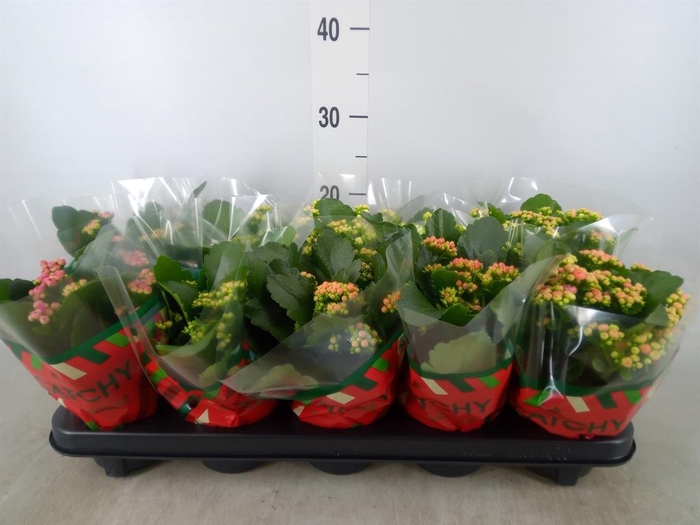 <h4>Kalanchoe blos.   ..rosebud mix  5</h4>