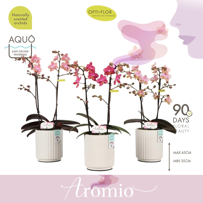 <h4>Aromio Mix 2 spike in Molise White Aquo</h4>