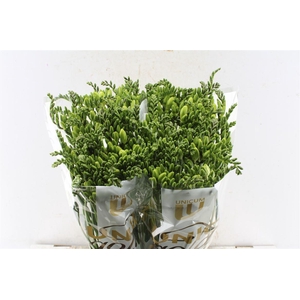 Fr En Corvette White