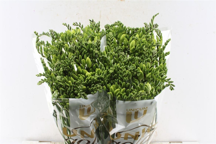 <h4>Fr En Corvette White</h4>