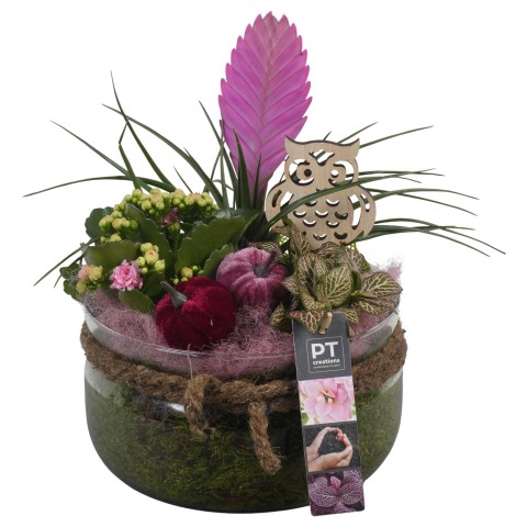 <h4>PTHG3342 Arrangementen kamerplanten</h4>