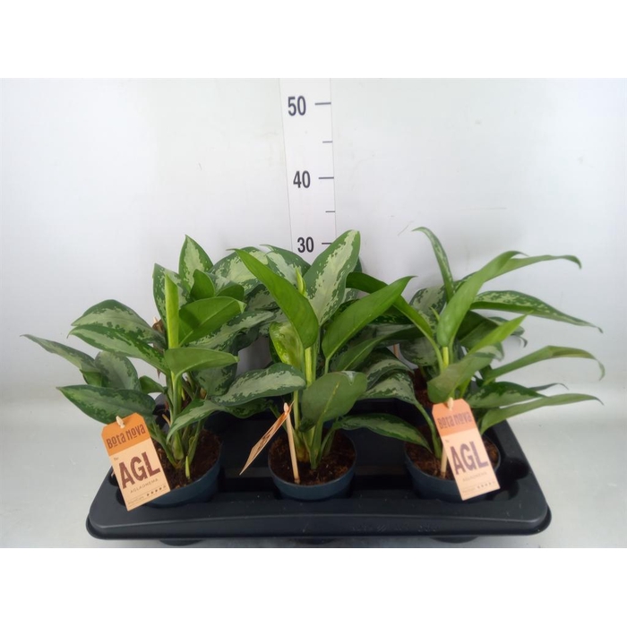 <h4>Aglaonema   ...</h4>