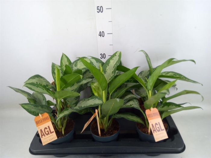 Aglaonema   ...