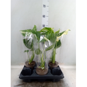 Monstera delic. 'Thai Constellatio'