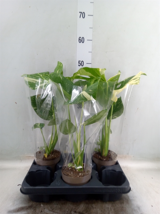 <h4>Monstera delic. 'Thai Constellatio'</h4>